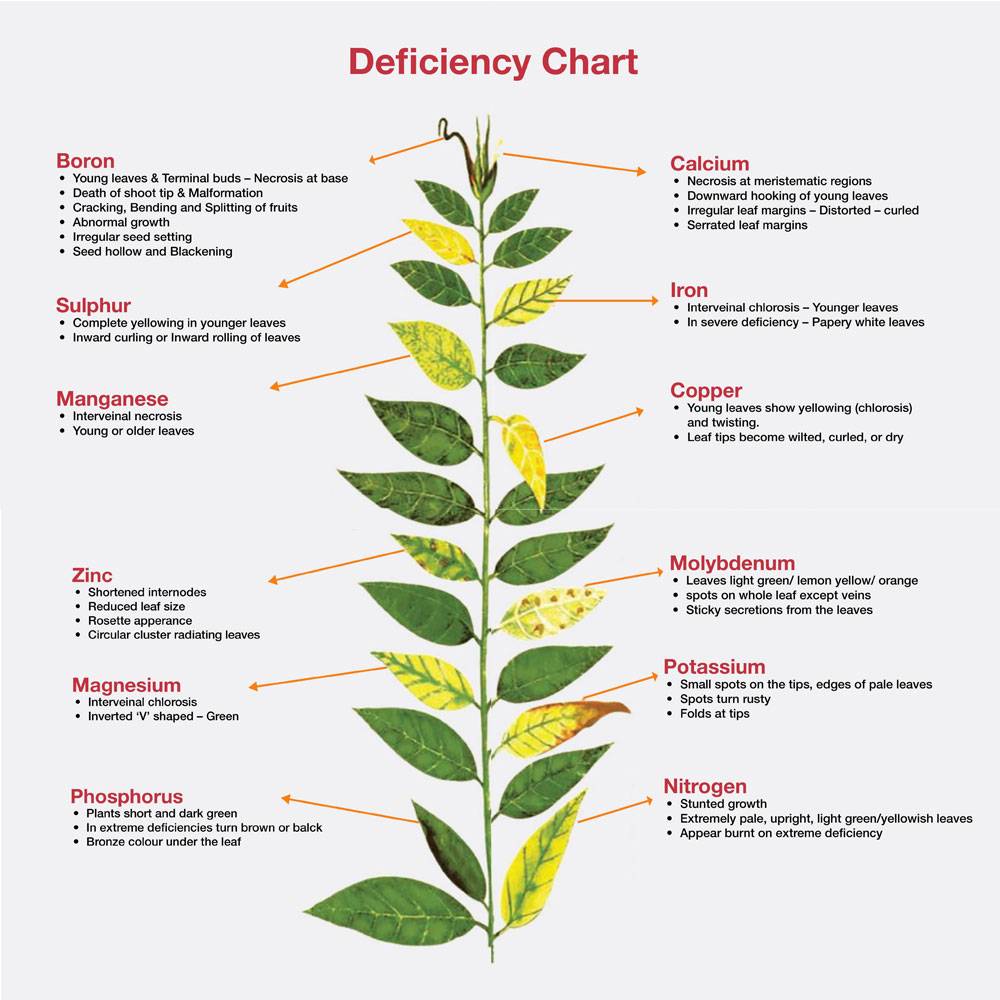 Plant Nutrient Deficiency Can Be Confusing! Let's Make It Simple